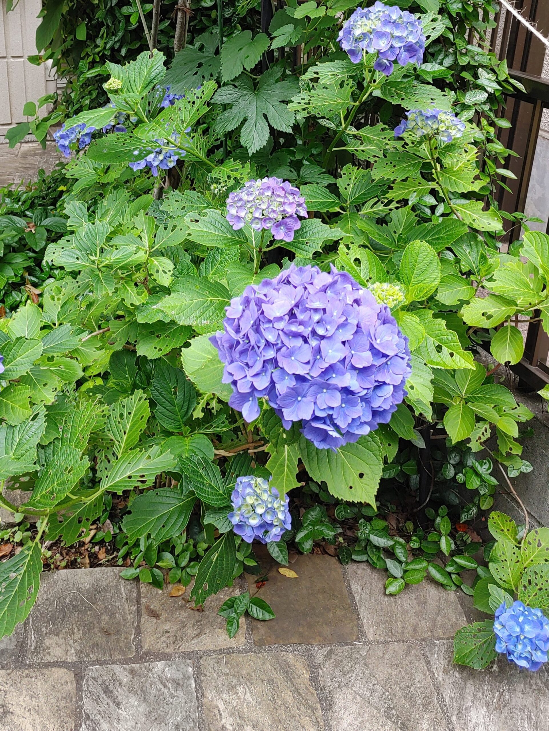 Japanese Hydrangea How Unique Japan